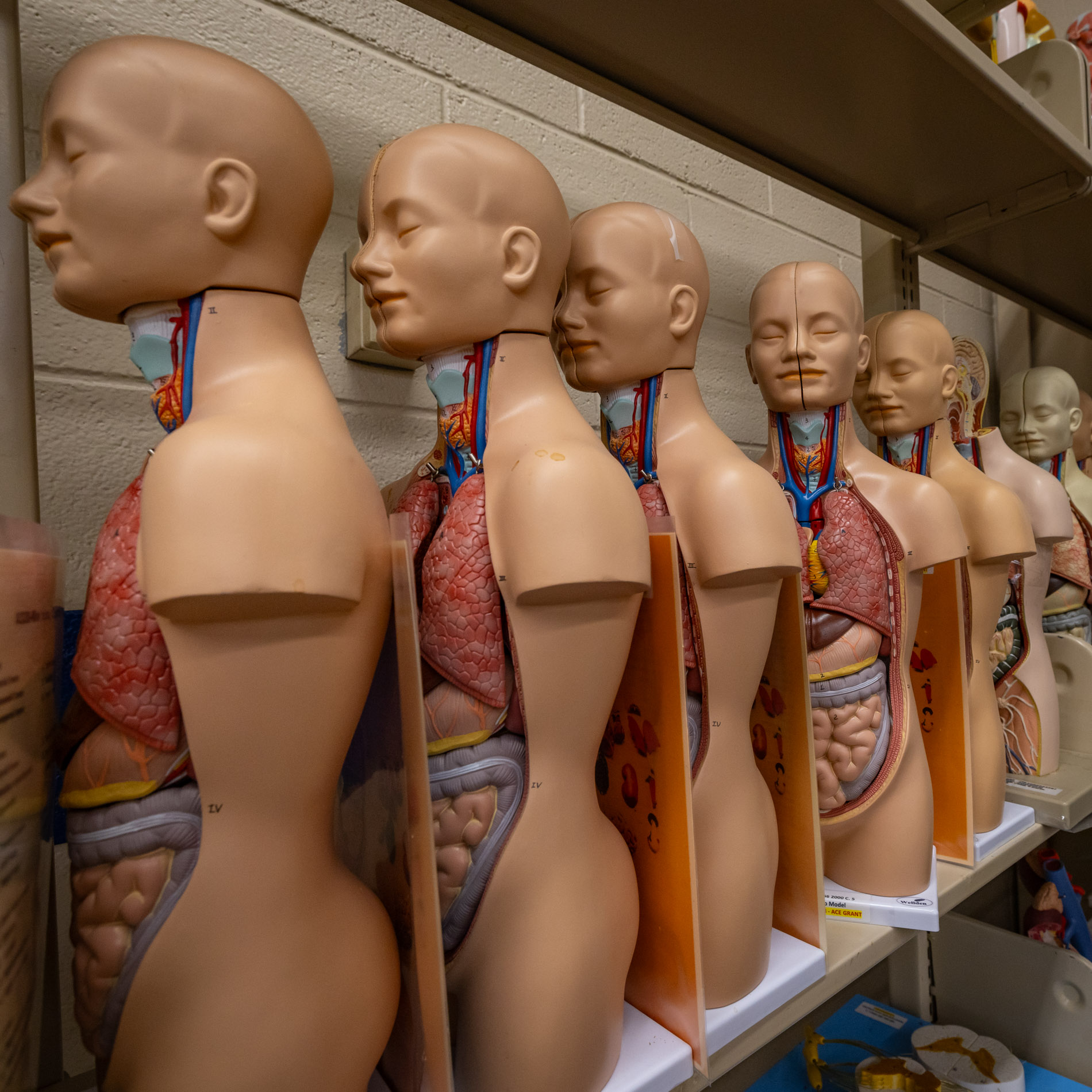 Models of human biology for library use.